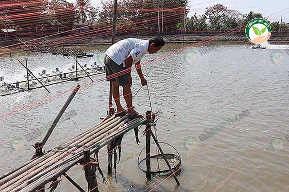2.เช็คยอเพื่อดูตัวกุ้งและปริมาณอาหารกุ้งในแต่ละวัน เร่งไซส์กุ้งโตไว