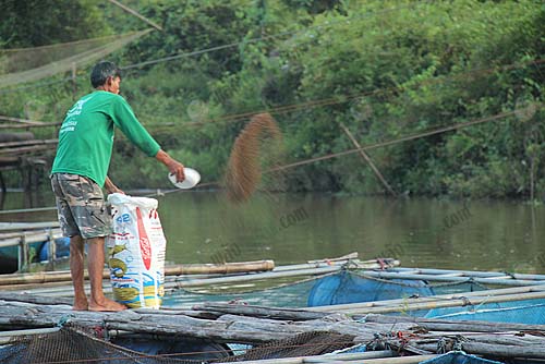 4.การให้อาหารปลานิล