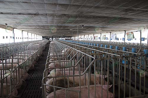 4.โรงเรือนหมูแม่พันธุ์