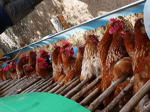 4.ให้อาหารไก่ไข่