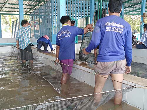 5.คนงานคัดลูกปลาตามขนาดต่างๆ