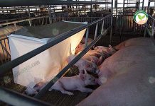 เนื้อหมูสดจากฟาร์มขายส่ง มีเขียงหมูขายเอง เลี้ยงหมูขุนเอง ขายหมดทุกวัน เนื้อหมูสดจากฟาร์มขายส่ง