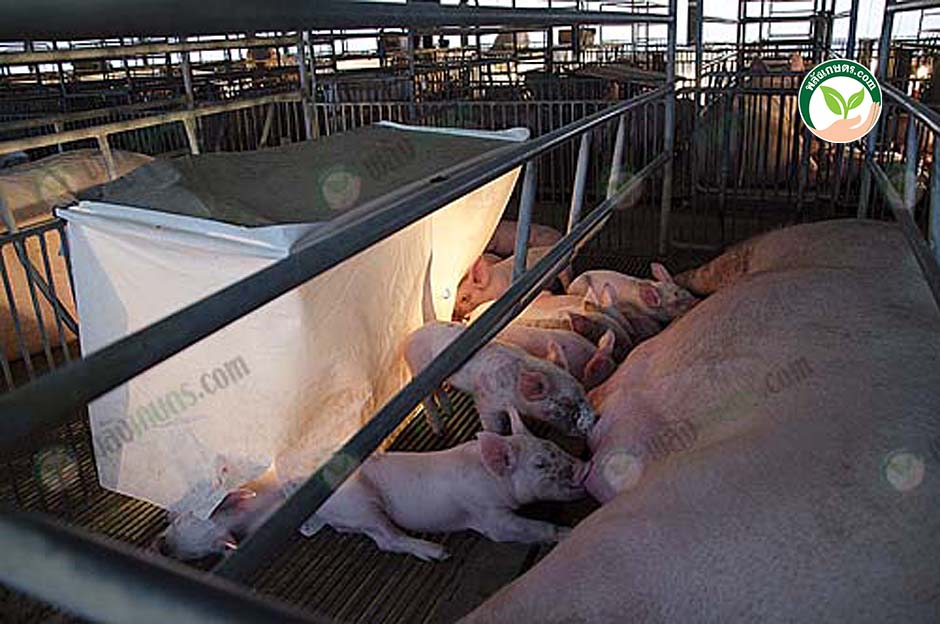5.เนื้อหมูสดจากฟาร์มขายส่ง