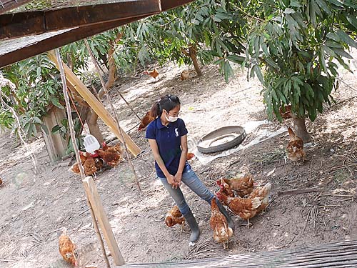 6.ไก่ที่ปล่อยตามสวนมะม่วง