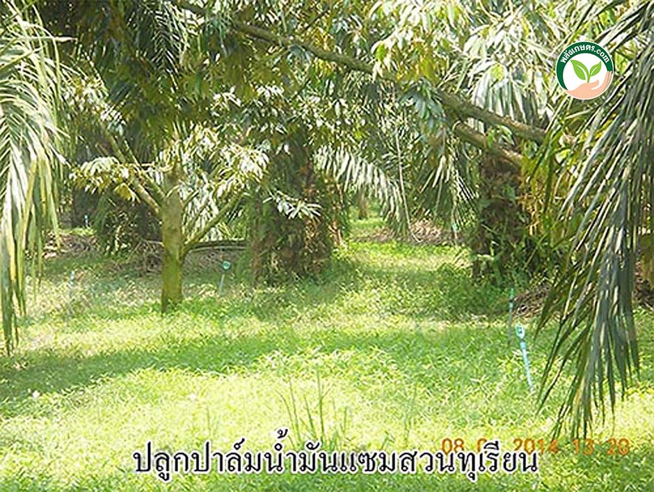 การจัดการสวนปาล์มน้ำมัน ต้นปาล์มในสวนทุเรียน
