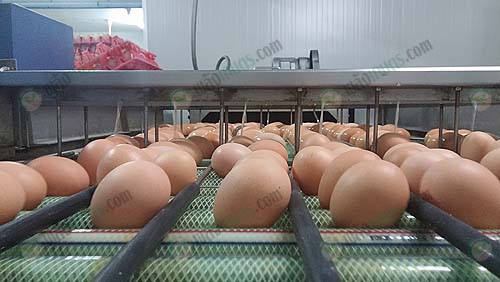 10.เครื่องล้างไข่ไก่