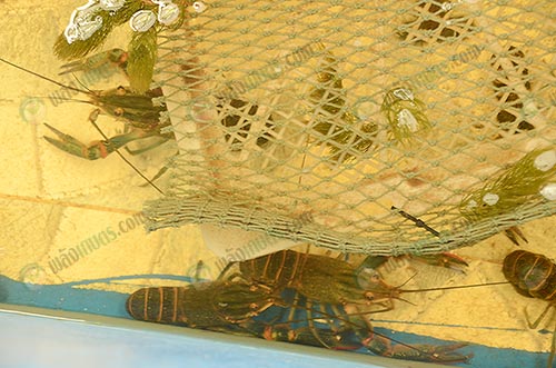 2.พ่อพันธุ์กุ้งก้ามแดงคุณภาพ