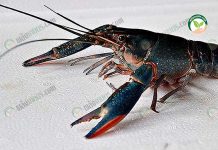 กุ้งก้ามแดงเนื้อ คุณฟองไหม เจ้าแม่ส่งออกตลาดจีน พร้อมรับซื้อ กุ้งก้ามแดงเนื้อ