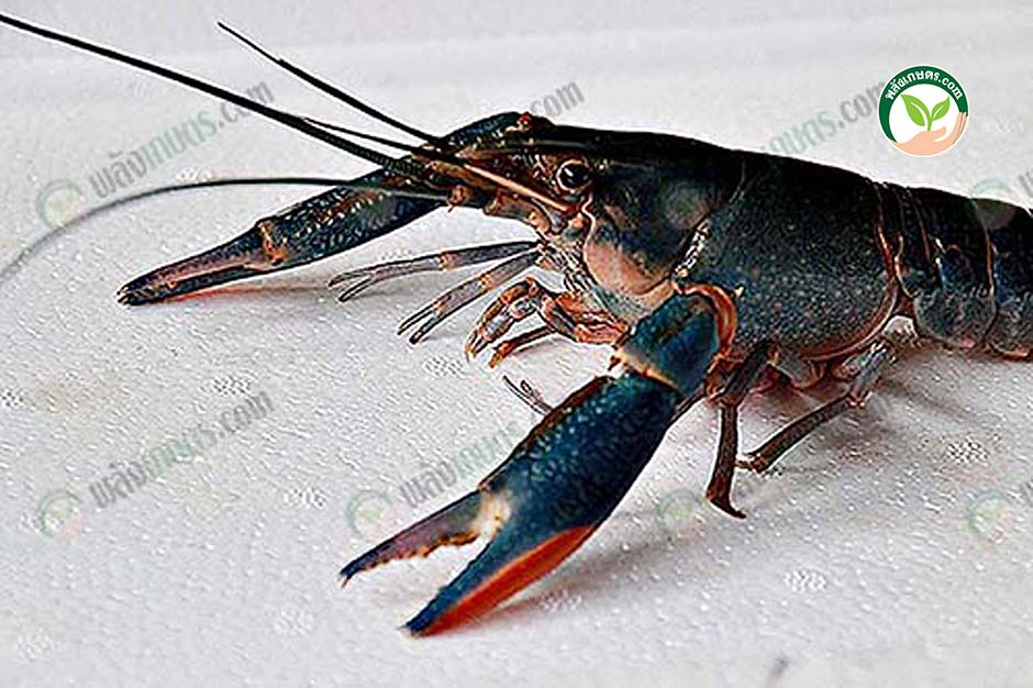3.กุ้งก้ามแดงเนื้อ