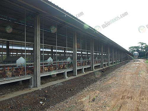 3.โรงเรือนเลี้ยงไก่ไข่พ่อแม่พันธุ์ไทยบราวน์