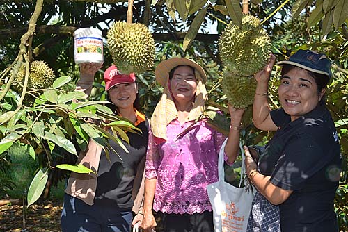 4.คุณเดียร์และคุณเรไรแสดงความยินดีกับความสมบูรณ์ผลทุเรียนกับคุณปทุม