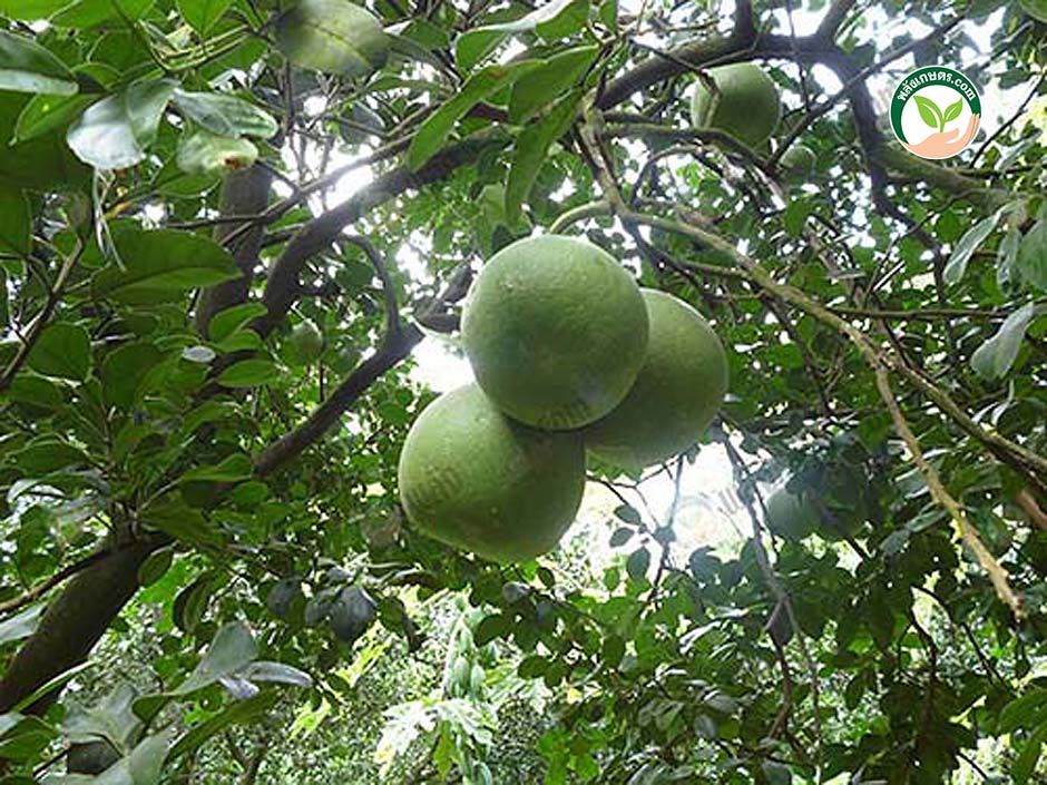 4.สายพันธุ์ส้มโอ
