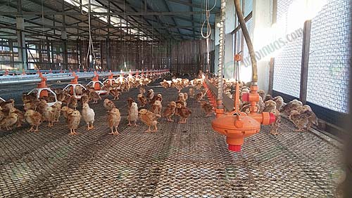 4.โรงเรือนอนุบาลลูกไก่