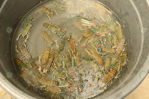 5.กุ้งก้ามกรามรุ่นรอการคัดแยกเพศ