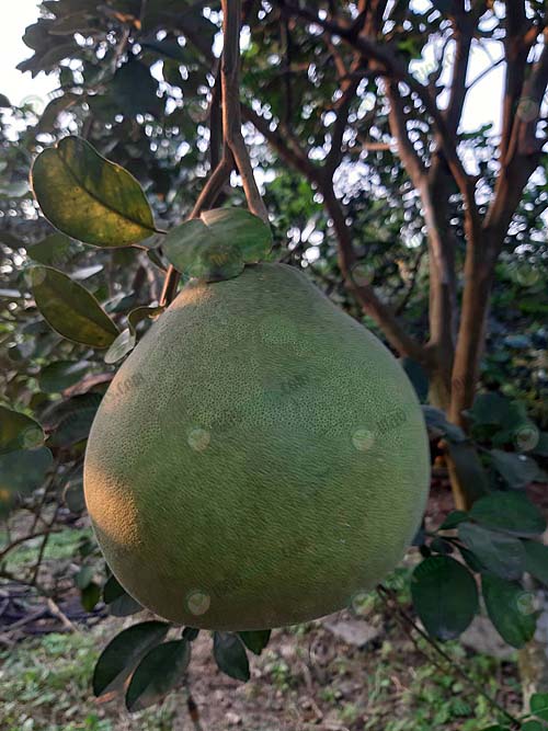 5.ผลส้มโอรอการเก็บเกี่ยว