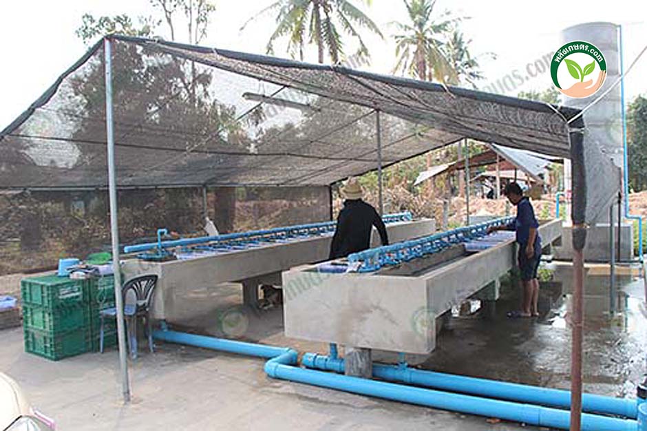5.โรงเพาะฟัก ผลิต ปลานิลจิตรลดา 4