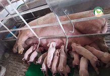 หมูอนุบาล ลูกหมูที่เพิ่งหย่านม เลี้ยงยังไงให้โตเร็ว แข็งแรง เพิ่มน้ำหนักดี คอก หมูอนุบาล