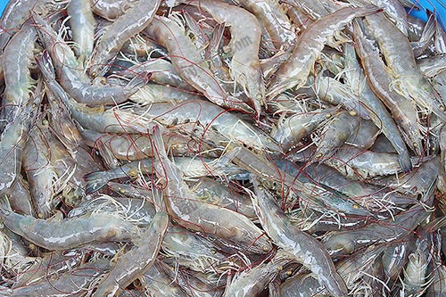 6.ผลผลิตกุ้งขาวอายุ-72-วัน