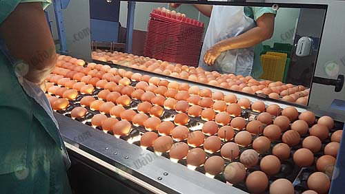 6.พนักงานคัดแยกไข่ไก่ที่ไม่ได้มาตรฐานออก