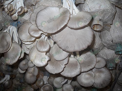 7.เห็ดนางฟ้า