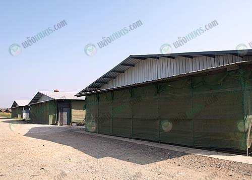 7.โรงเรือนไก่ไข่แบบ-EVAP