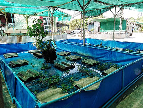 การใช้พืชน้ำลงในกระชังเพื่อสร้างบรรยากาศและอาหาร