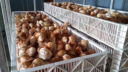 ลูกไก่ไข่ที่ทางฟาร์มผลิตขึ้นเอง