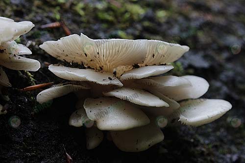 1.ปลูกง่าย-ออกดอกเร็ว-https.upload.wikimedia.orgwikipediacommons774Oyster_Mushroom_-_Pleurotus_cf._ostreatus_283561106093529