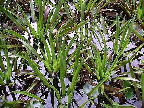1.พืชในน้ำ-https.upload.wikimedia.orgwikipediacommons333Water_soldier_plants