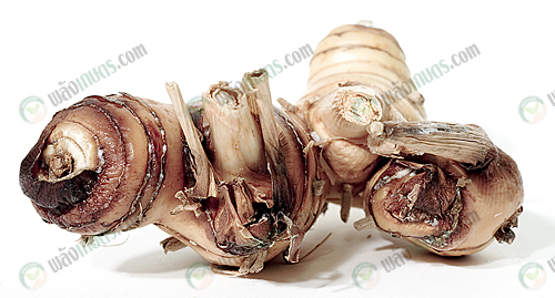 1.มีทั้งข่าอ่อนและข่าแก่-https.upload.wikimedia.orgwikipediacommonsbb2Galangal