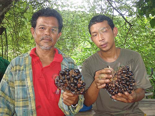 1.ลุงดาวและลูกชายกับผลผลิตปาล์มเดมิลาน