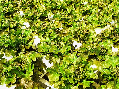 2.การปลูกผักในน้ำ-https.www_.publicdomainpictures.netenview-image.phpimage261958picturehydroponic-farm