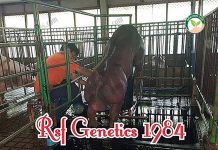 แม่พันธุ์หมู การผลิต หมูพันธุ์ พ่อ-แม่พันธุ์ และลูกหมูขุน ให้ได้คุณภาพดี รีดน้ำเชื้อ พ่อ- แม่พันธุ์หมู