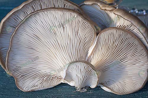2.สร้างภูมิคุ้มกันของร่างกาย-https.pixabay.comidphotosjamur-tiram-2069474