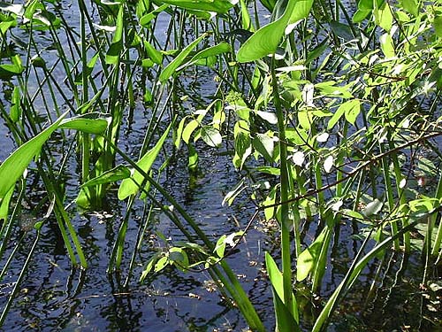 3.การเจริญเติบโตของพืชที่อยู่ในน้ำ-https.pixabay.comidphotosdanau-tanaman-tumbuh-kolam-14059