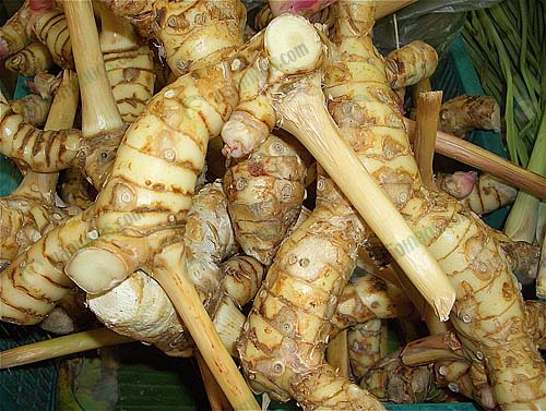 3.ดูแลง่าย-ผลผลิตออกมาดี-https.upload.wikimedia.orgwikipediacommons00372_-_CIMG2738