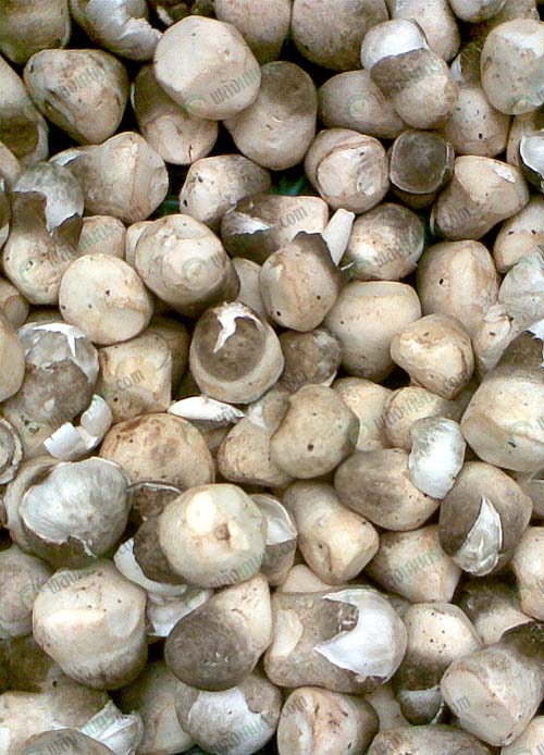 3.ผลผลิตเห็ดฟาง-https.upload.wikimedia.orgwikipediacommonsffcStrawMushroom
