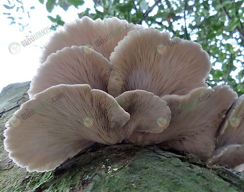 3.เห็ดนางฟ้าแข็งแรง-ใหญ่-เนื้อแน่น-httpsupload.wikimedia.orgwikipediacommons11dPleurotus_ostreatus_28Oyster_Mushroom292C_gills_from_below._Sycamore_tree_host