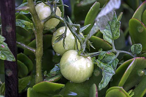 4.มะเขือเทศลูกใหญ่-มีคุณภาพ-https.www_.maxpixel.netGrowing-Tomatoes-Green-Garden-Organic-1779970