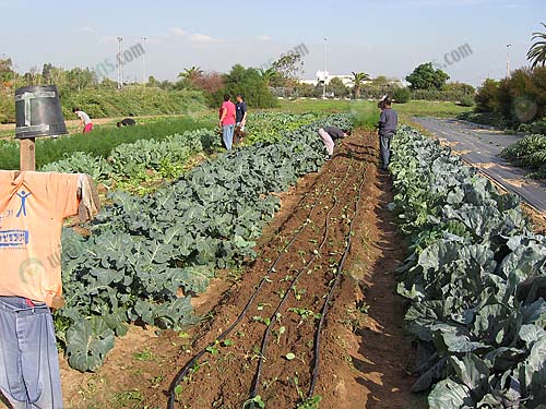 5.การใช้กับดักแสงไฟล่อแมลงในช่วงเวลากลางคืน (https.upload.wikimedia.orgwikipediacommonsaaaTroubled_youth_growing_organic_vegetables)