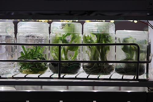 5.ขยายพันธุ์พืชในที่ปลอดเชื้อ (https.upload.wikimedia.orgwikipediacommons339Banana_seedlings_by_tissue_culture)