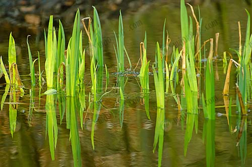 5.แปลงปลูกพืชในน้ำ-https.www_.publicdomainpictures.netpictures40000velkawater-plant