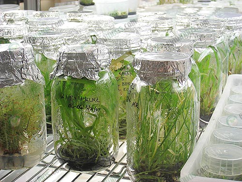 6.พืชได้ปริมาณที่มาก และผลผลิตที่ได้มาตรฐาน (https.upload.wikimedia.orgwikipediacommons009Plant_Tissue_Culture_Lab_-_Atlanta_Botanical_Garden)