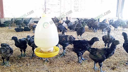 6.ไก่ดำพร้อมจับได้แล้ว