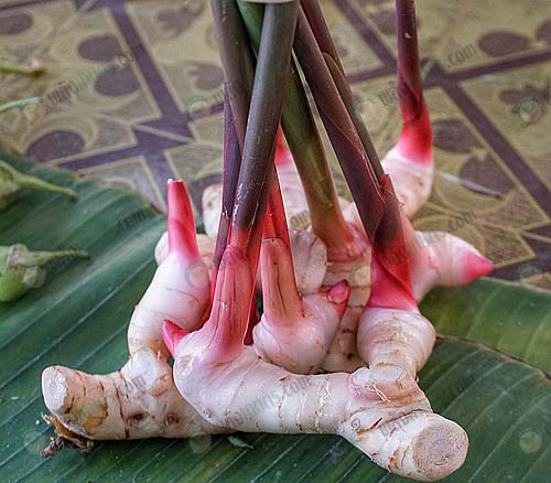 7.บำรุงร่างกาย-และรักษาโรคต่างๆ-https.pixabay.comidphotoslengkuas-jamu-jahe-keluarga-bumbu-3270069