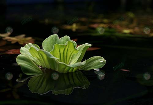 7.ผักปลอดสารพิษ-และได้คุณภาพ-https.upload.wikimedia.orgwikipediaenccbWaterlettuce