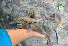 วิธีการเลี้ยงกุ้งก้ามกราม ผสมปลานิลในบ่อ ให้กุ้งกินอาหารก้นโม่และขี้ปลานิล วิธีการเลี้ยงกุ้งก้ามกราม การเพิ่มออกซิเจนให้กุ้ง
