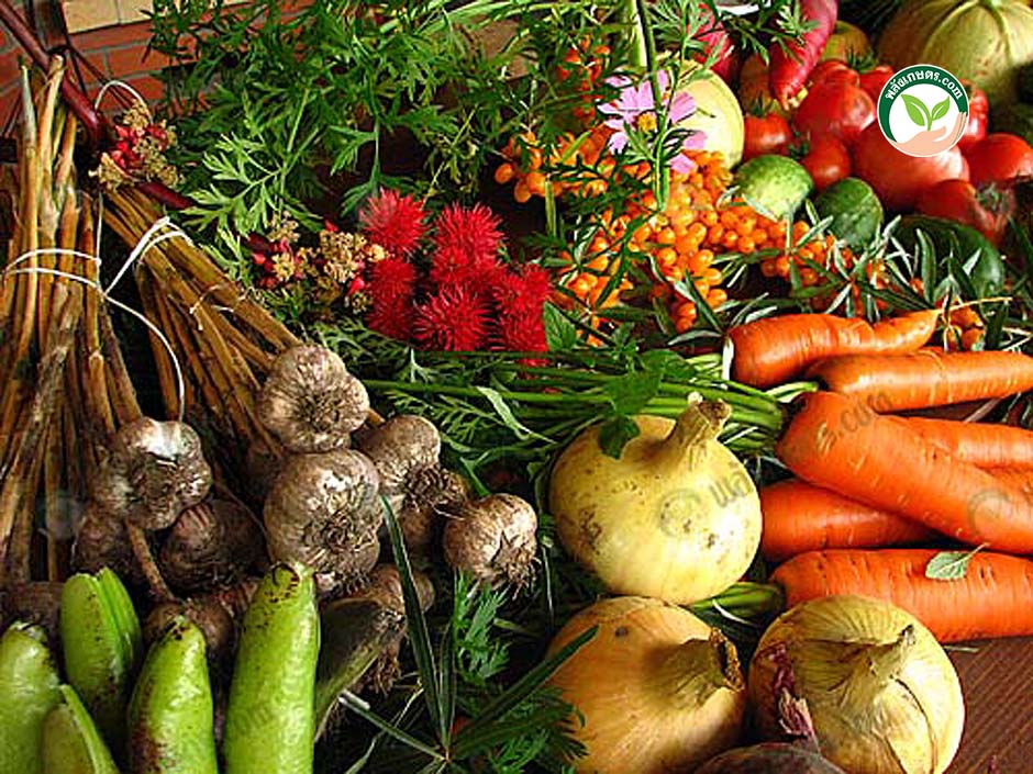 1.การปลูกผักปลอดสารพิษ หลากหลายชนิด (https.upload.wikimedia.orgwikipediacommonsffaEcologically_grown_vegetables)