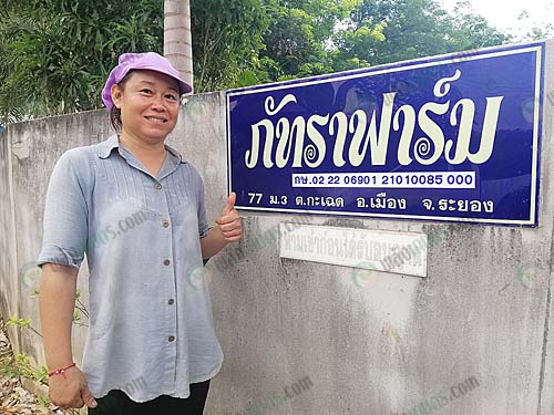 2.คุณภัทรา-การวัตร-เกษตรกรเลี้ยงไก่เนื้อ