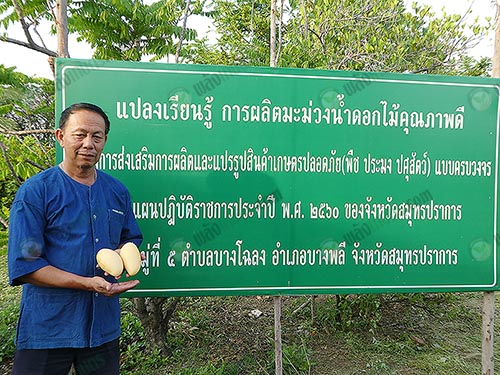 2.คุณสมชัย หมั่นมาก ประธานกลุ่มผู้ผลิตมะม่วงน้ำดอกไม้สุวรรณภูมิ